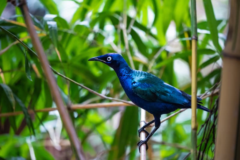 Lesser blue-eared starling