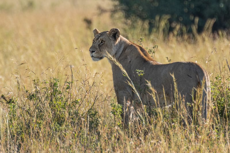 Lioness in Maasai Mara