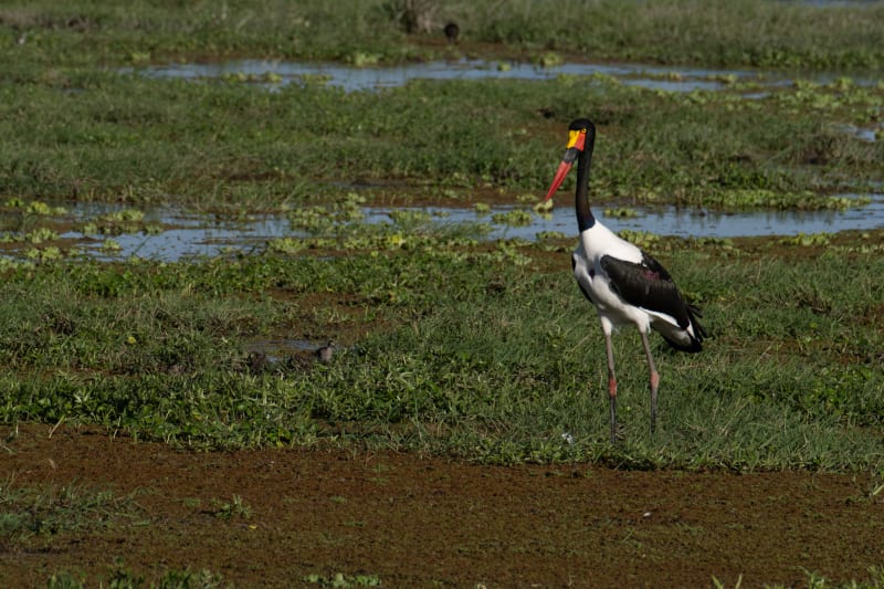 Saddle-billed stork
