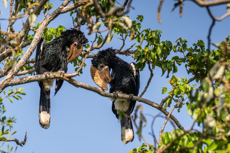 Photo of two large black and white birds with a big yellow beak, on a tree branch