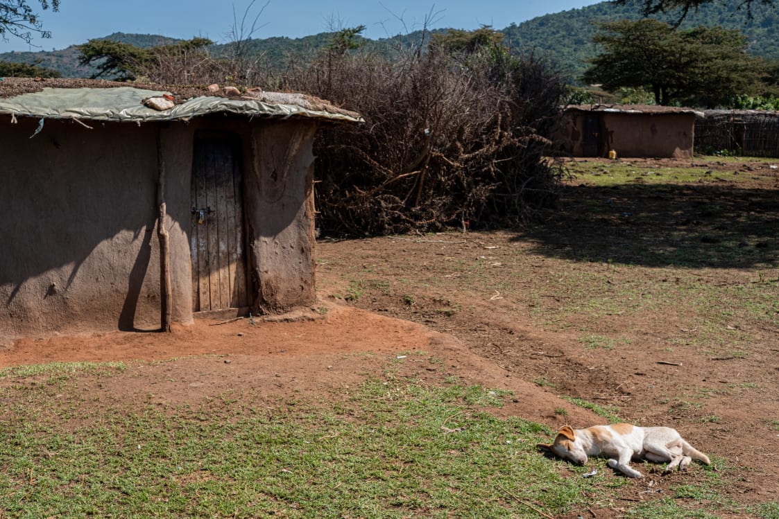 Massai village with a traditional mud hut with a thatched roof, and a dog lying on the ground in the foreground.