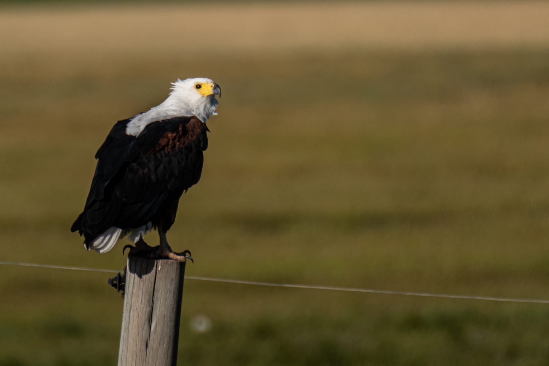 African fish eagle