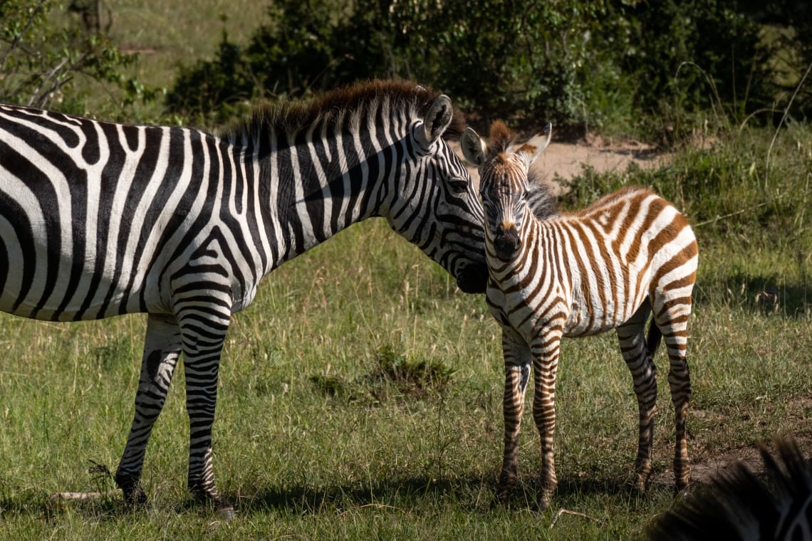 An adult zebra and a foal standing in grassland, touching their noses together.