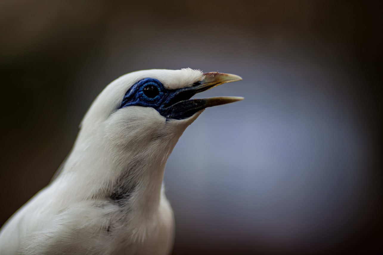 Bali Mynah