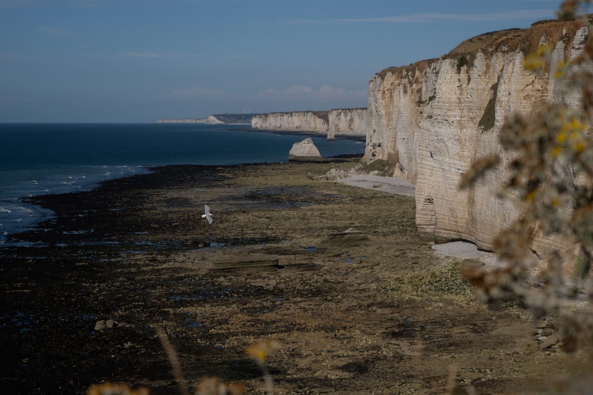 A coastal landscape featuring high white cliffs along a shoreline, with exposed rocks and seaweed in the foreground. A seagull can be seen flying over the water.