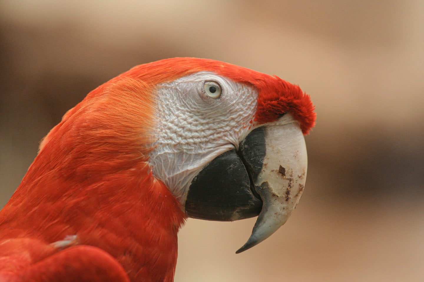 Close-up of a scarlet macaw with vivid red feathers and a large curved beak.