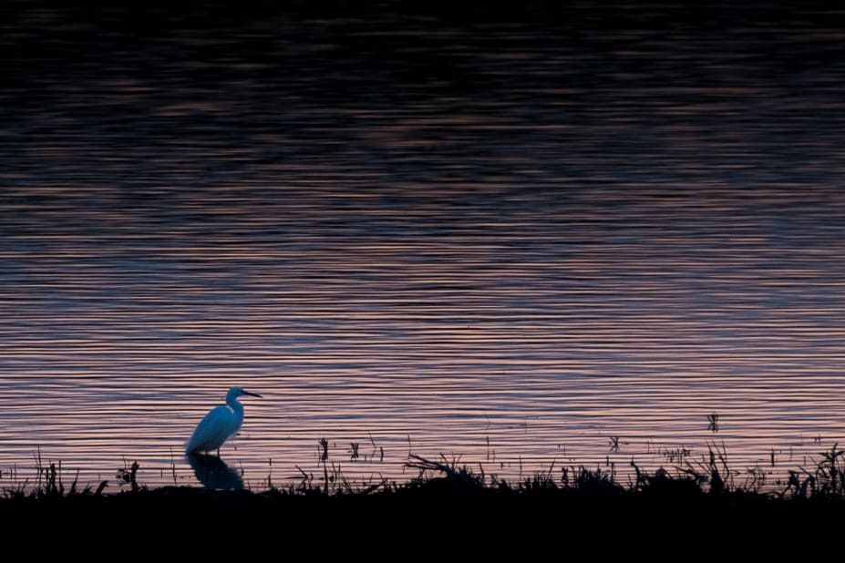 Silhouette of a heron standing by water with a twilight sky reflection.