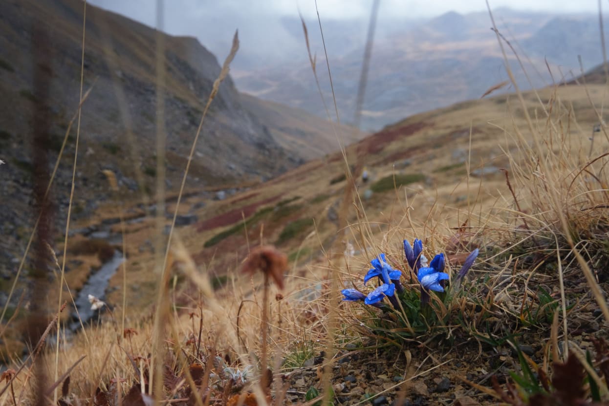 Mountainous landscape with a cluster of blue flowers in the foreground and a valley in the background.