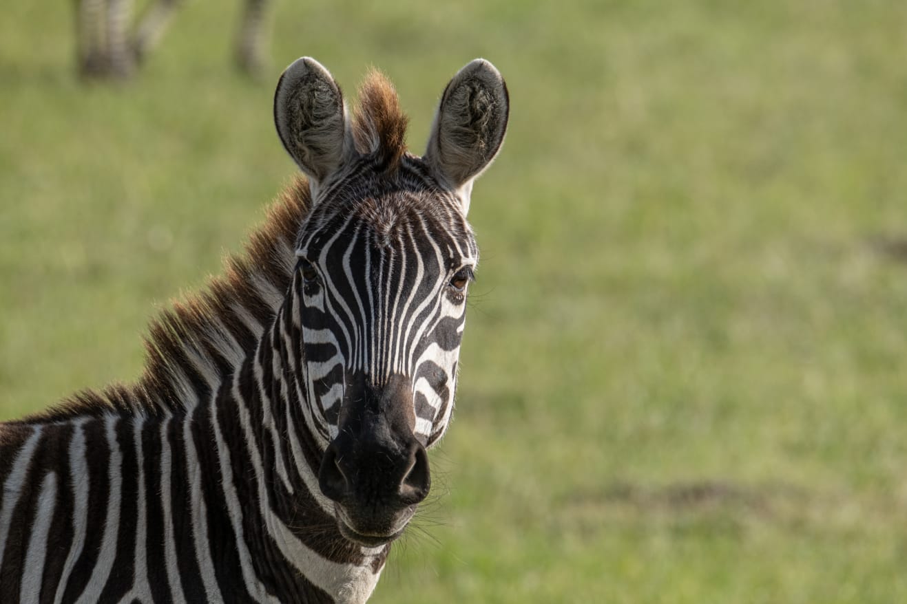 Close-up of a zebra's head and upper body with a grassy background.