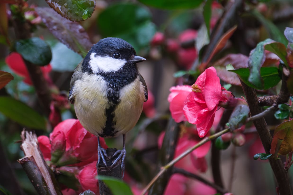 A great tit bird perched among red flowers and green foliage.