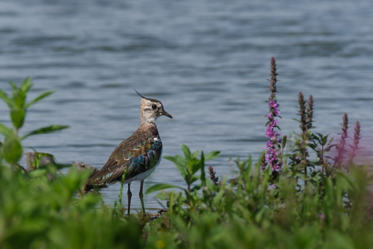 Northern lapwing in Schiermonnikoog's Westerplas