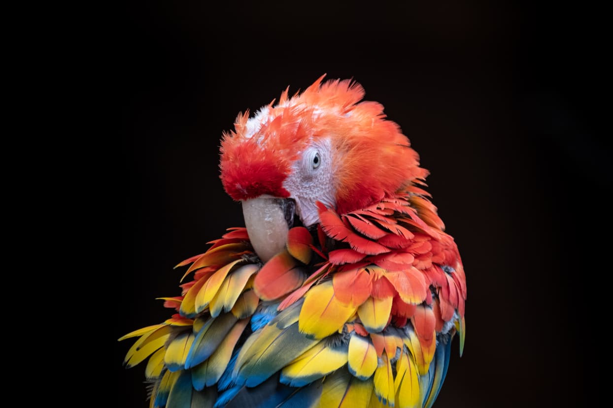 Photo of a Ara macaw with red, yellow and blue feathers, its head tilted forward and its beak hidden in the feathers.