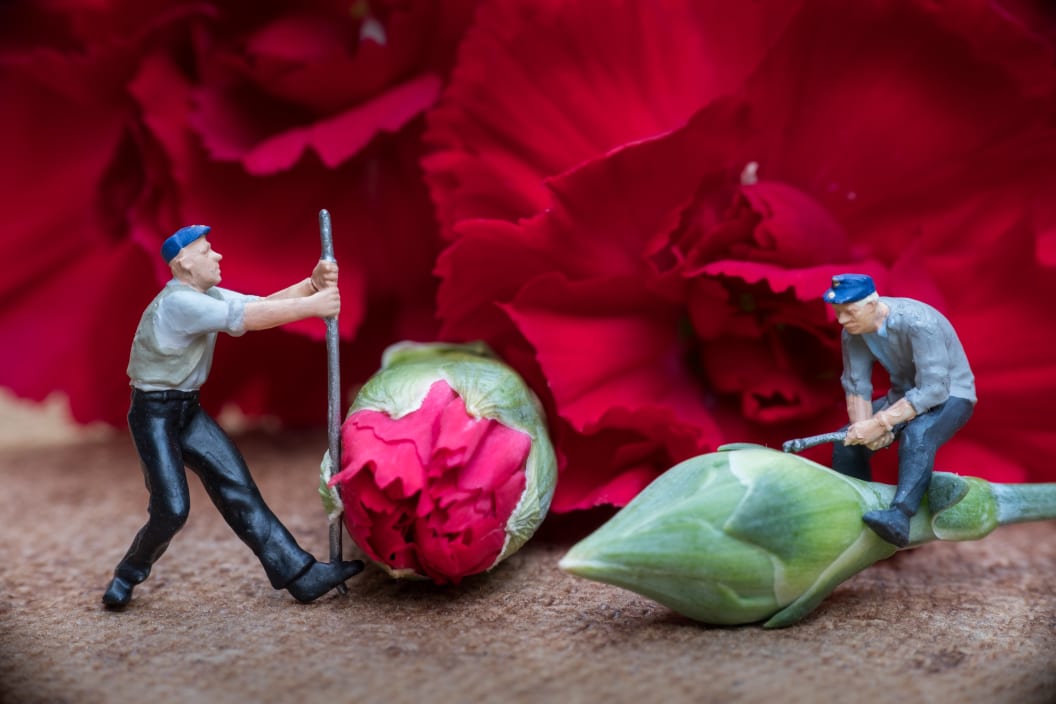 Photo of miniature figures "opening" carnation flowers