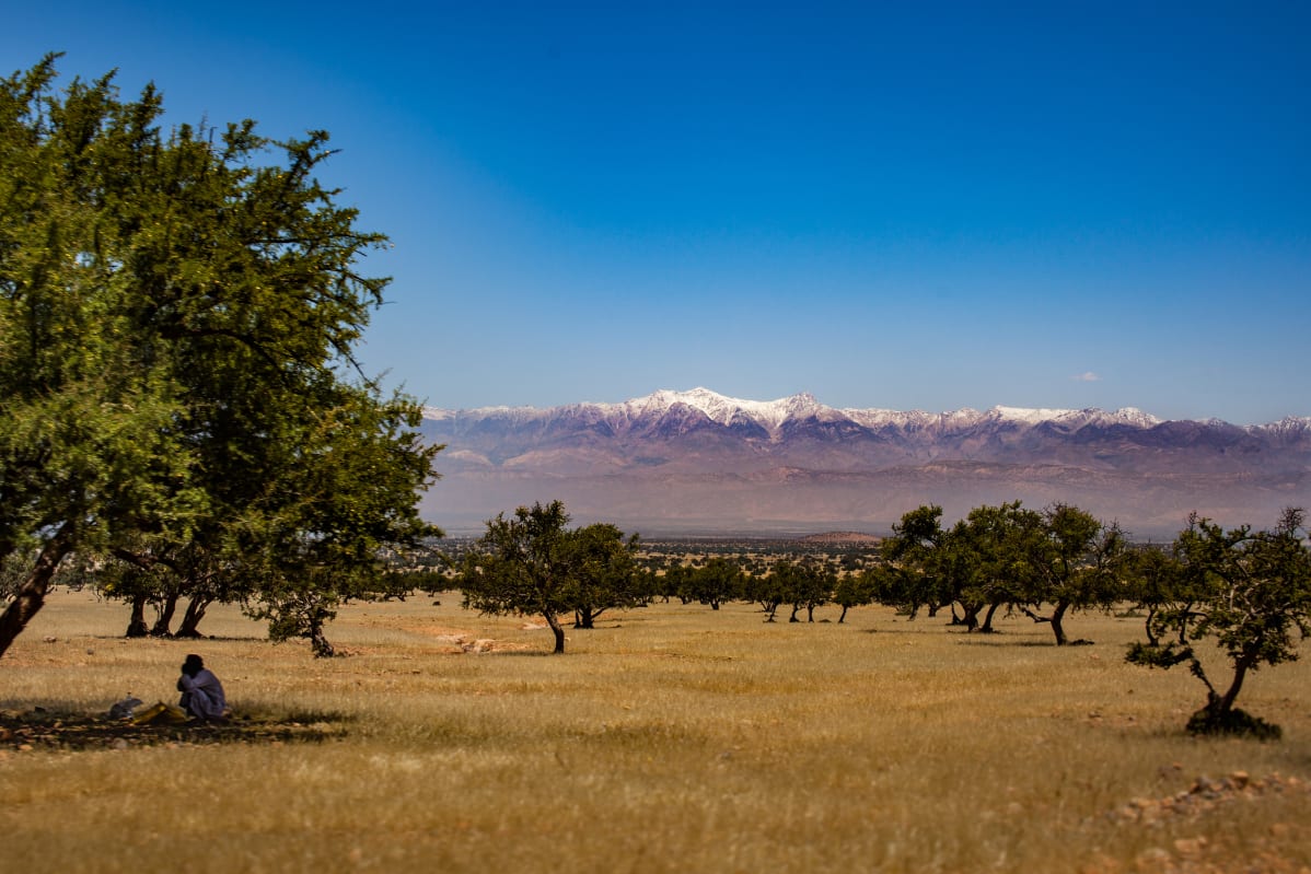 A person sitting under a tree in a field with scattered trees and a backdrop of snow-capped mountains under a clear blue sky.