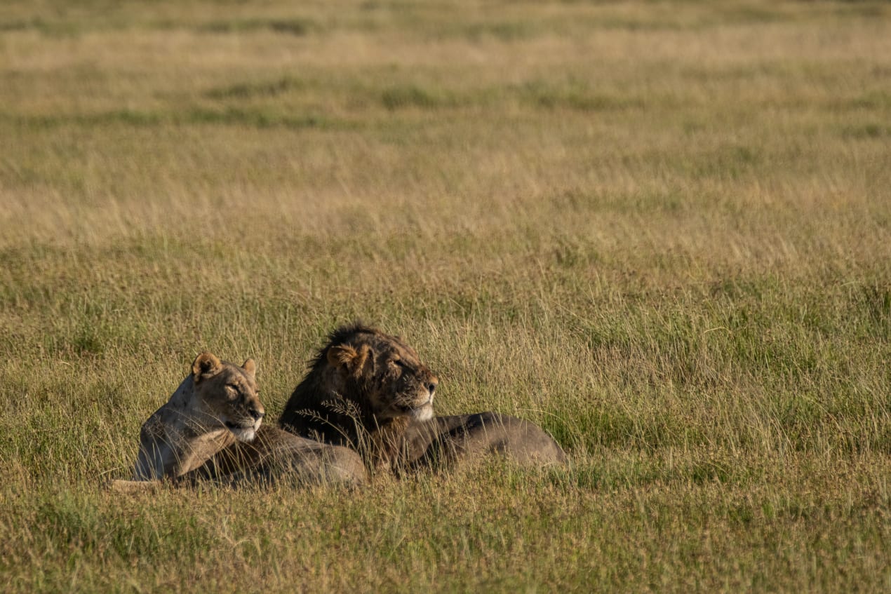 Waiting for dusk