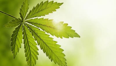 Cannabis leaf