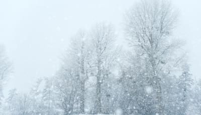 trees with blowing snow