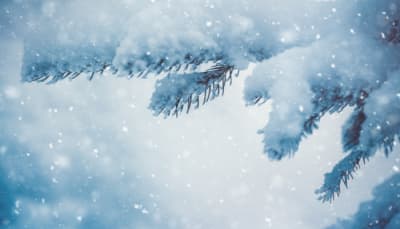 tree branch with snow