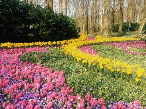 A forest carpeted with pink and yellow tulips