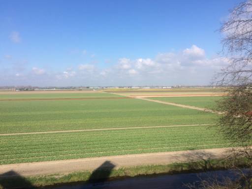 A vast field of green rows where flowers might be