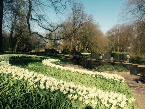 Rows of white tulips in front of a serene pond with people in the background