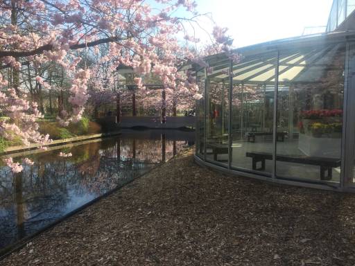 A glass gazebo next to a canal under a blossoming cherry tree