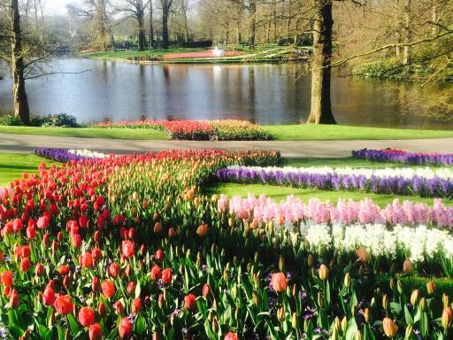 Tulips artfully planted on a lawn next to a pond