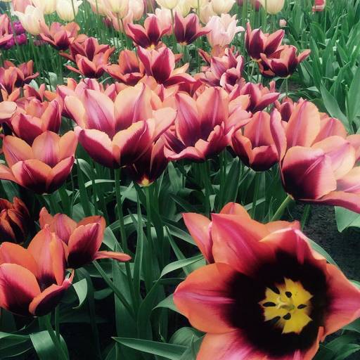 Pink and purple tulips galore