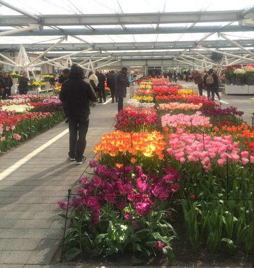 Rows upon rows of tulips cross the Willem-Alexander Pavilion