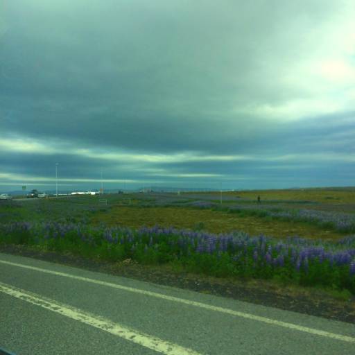 A fraction of the lupine flowers on the road to Reykjavik