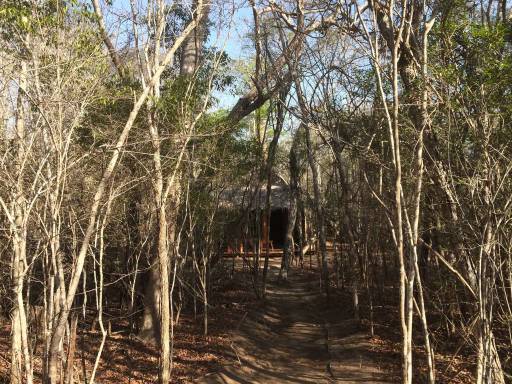 Thick forest with hut barely visible in the distance