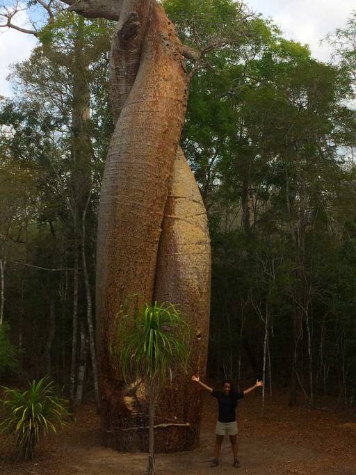 Me standing in front of a giant double helix-like pair of baobab trees