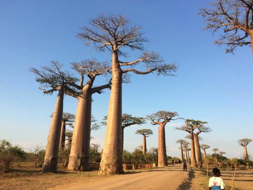 Baobab trees