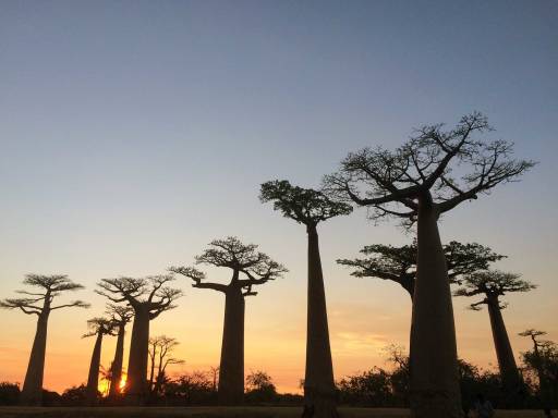 More Baobab trees