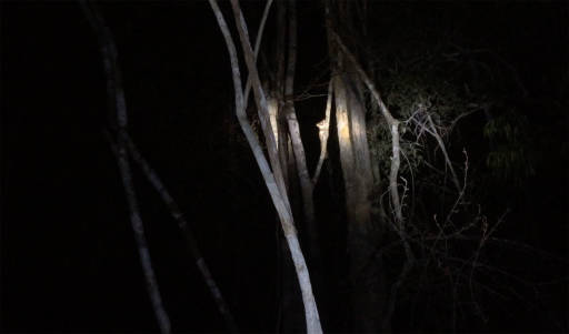 The faint outline of little ears on a tree illuminated by a flashlight in the dark forest