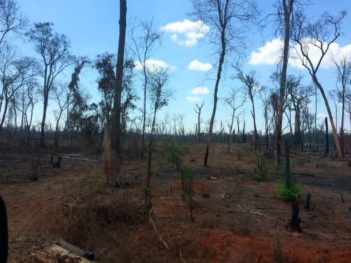 The charred remains of a forest