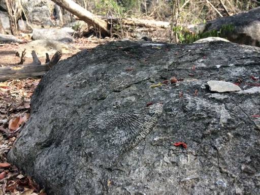 a rock in the forest with fossilized features