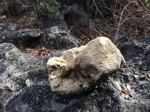 A rock with intricate fossilized carvings