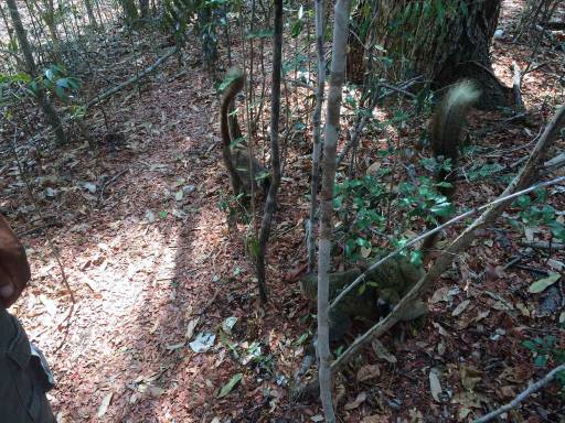 brown lemurs at our feet