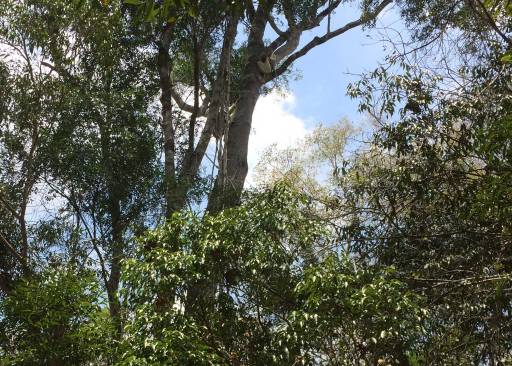 3 white Sifaka lemurs hiding up in the trees