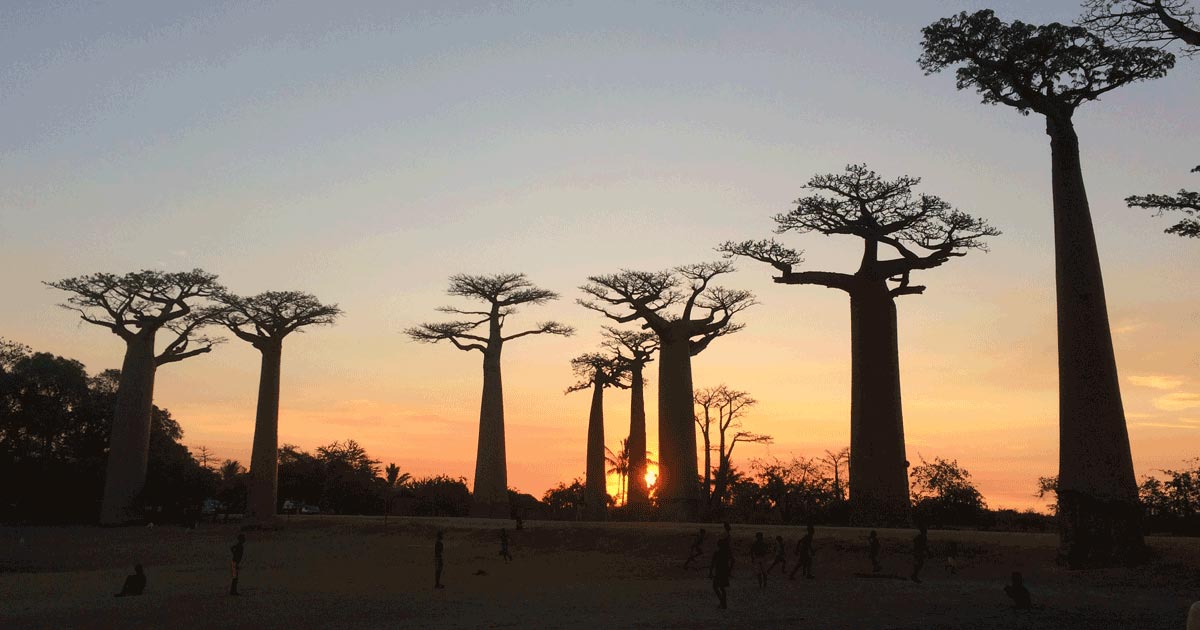 Baobab trees at sunset