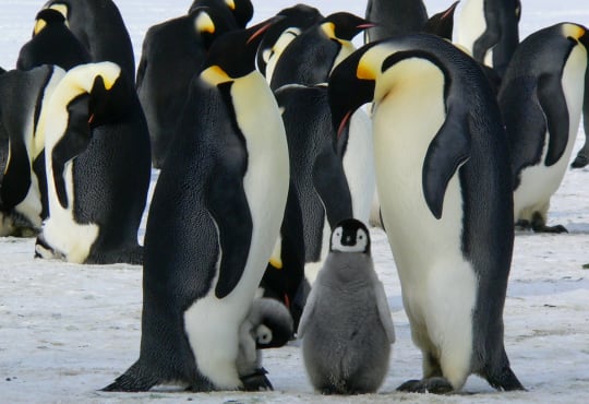 penguins-Customer-Relations-Management-Software-CRM-Law-Firms