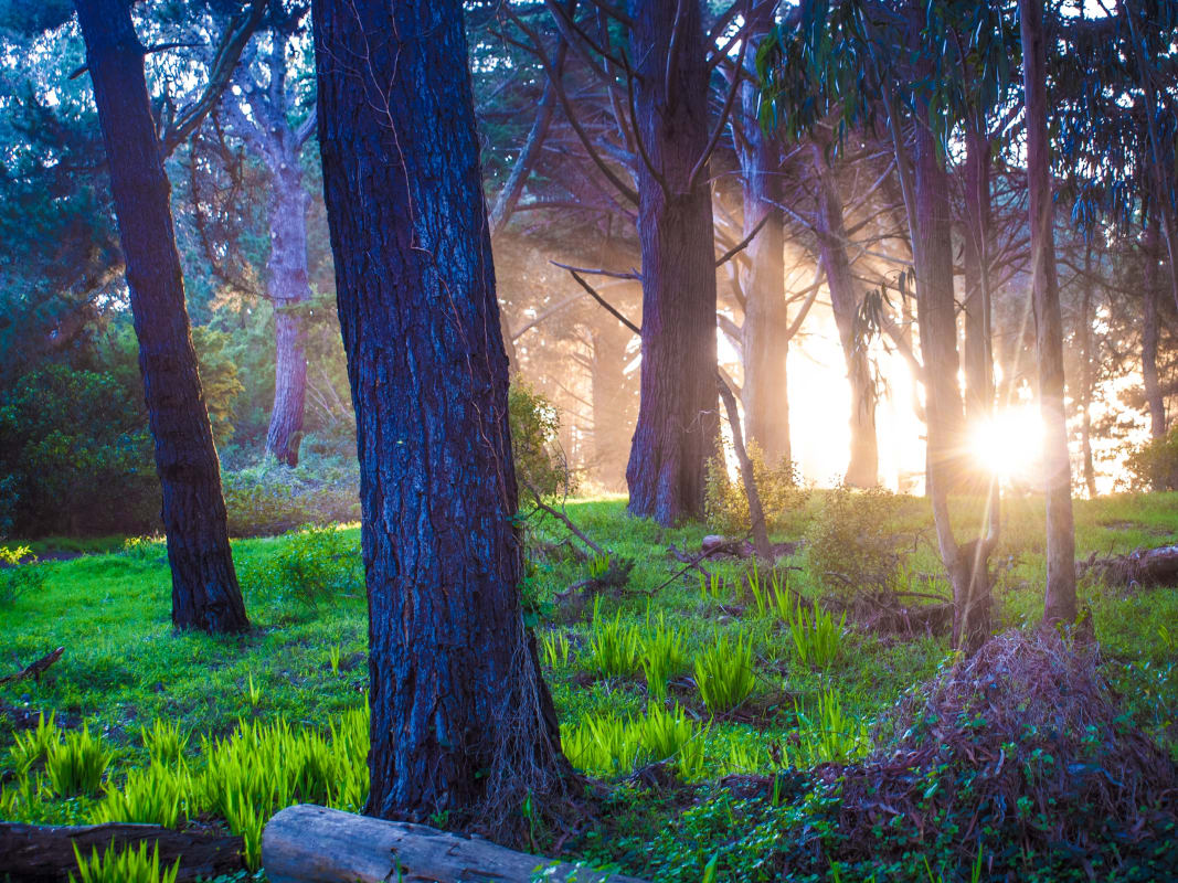 Golden Sunlight Streaming Through Mystical Forest Trees