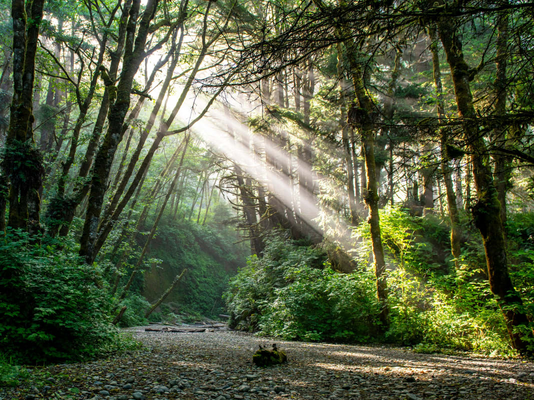 Sunbeams Forest Path Misty Woodland Pacific Northwest