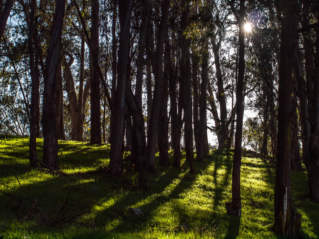 Sunlit Eucalyptus Forest Grove Dramatic Tree Shadows