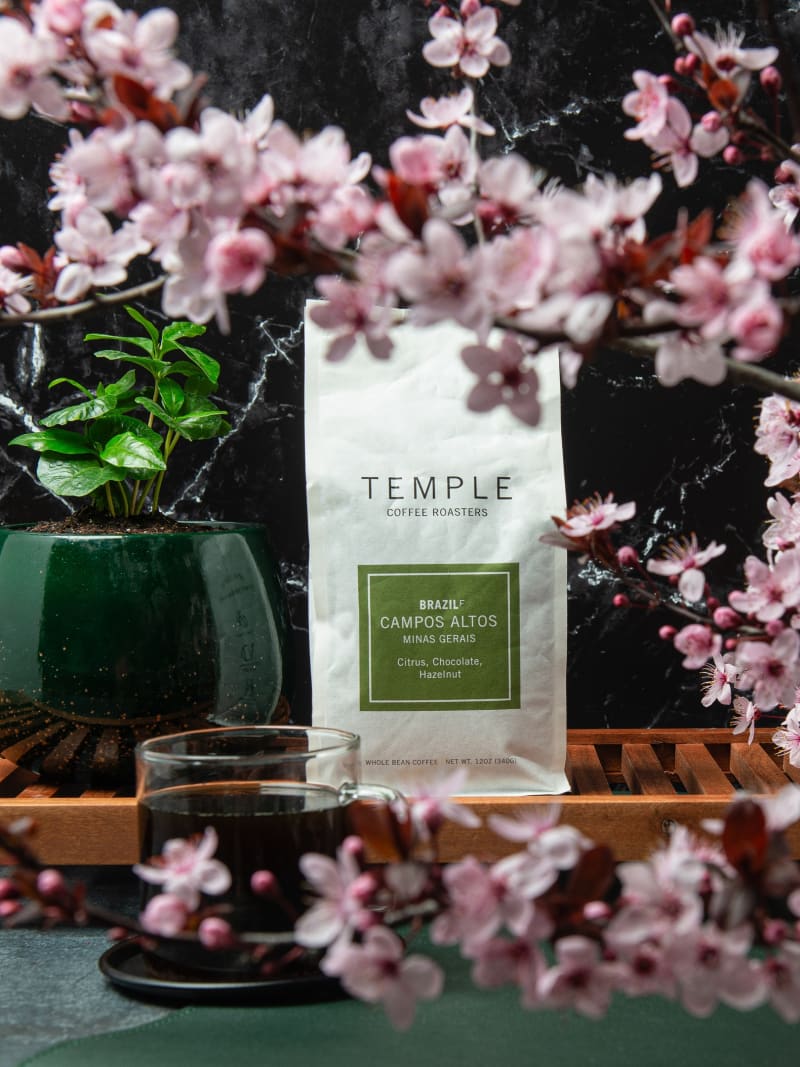 Temple Coffee Cherry Blossoms Spring Still Life