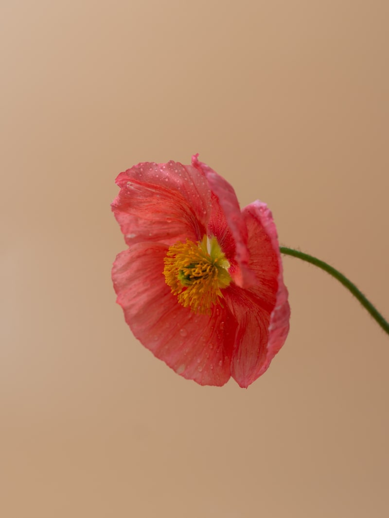 Papaver Radicatum