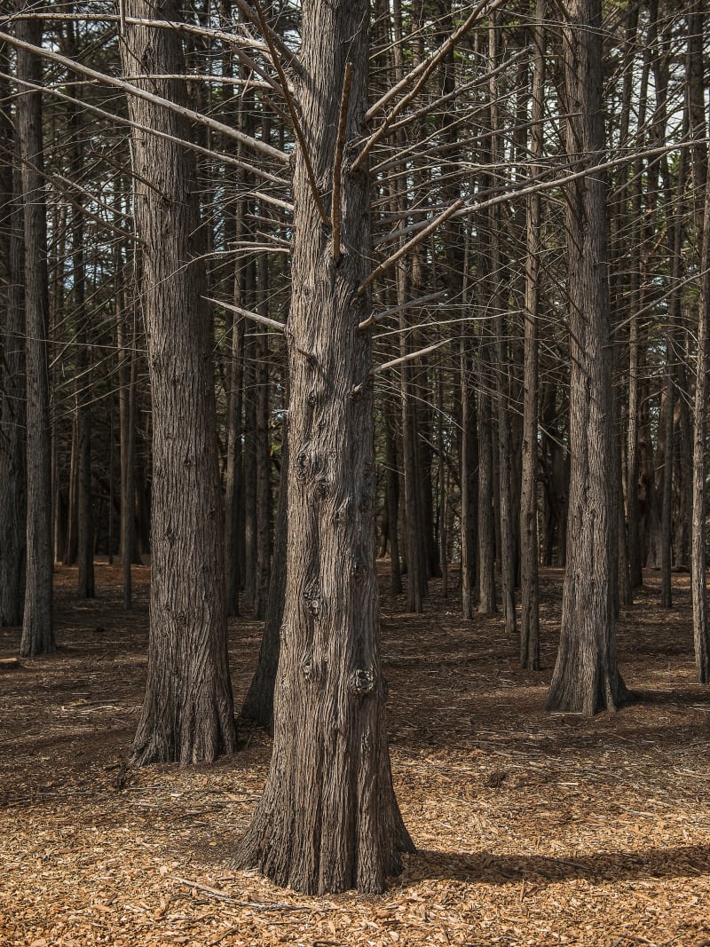 Bare Trees Dense Winter Forest Evergreens Woodland