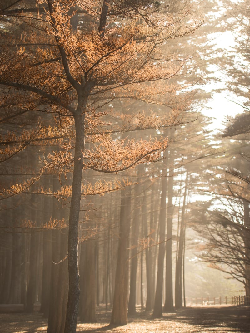 Golden Sunlight Misty Forest Trees Atmospheric Morning