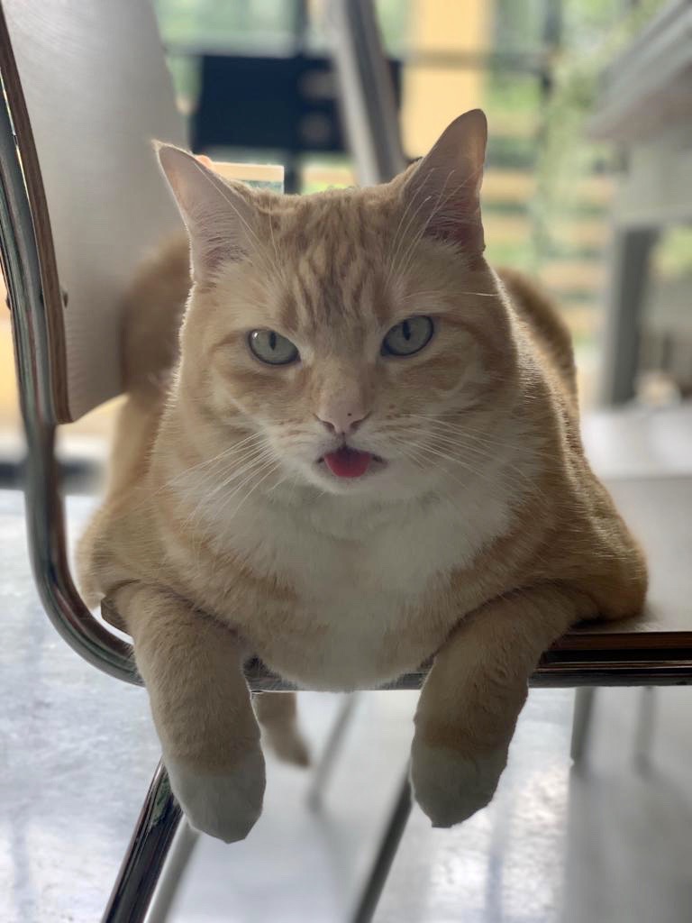 taj